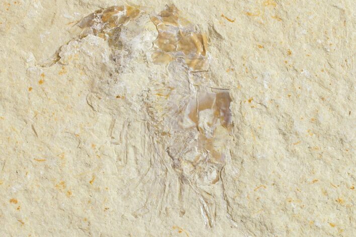 Cretaceous Fossil Shrimp - Lebanon #154563